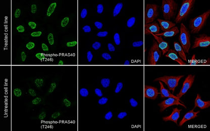 Phospho-PRAS40 (T246) Recombinant Rabbit mAb (S-977-7)