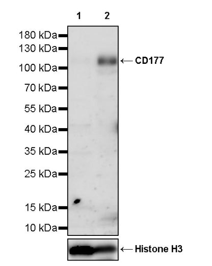 CD177 Rabbit Polyclonal Antibody