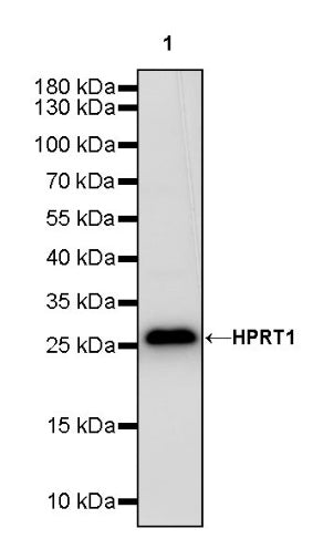 HPRT1 Rabbit Polyclonal Antibody