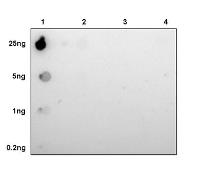 Histone H3 (mono methyl K36) Rabbit polyclonal antibody