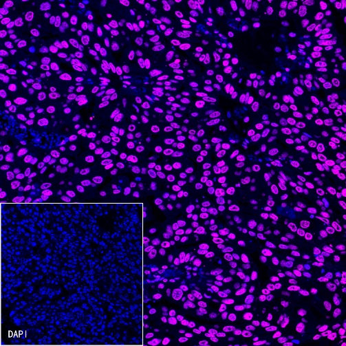 Histone H3 Recombinant Rabbit mAb (Alexa Fluor® 647 Conjugate) (S-266-44)