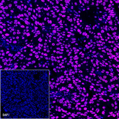 Histone H3 Recombinant Rabbit mAb (Alexa Fluor® 647 Conjugate) (S-266-44)