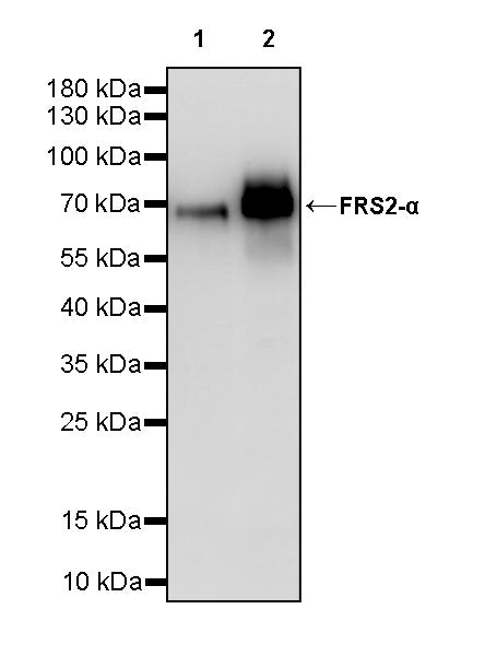 FRS2-α Recombinant Rabbit mAb (S-4065-67)