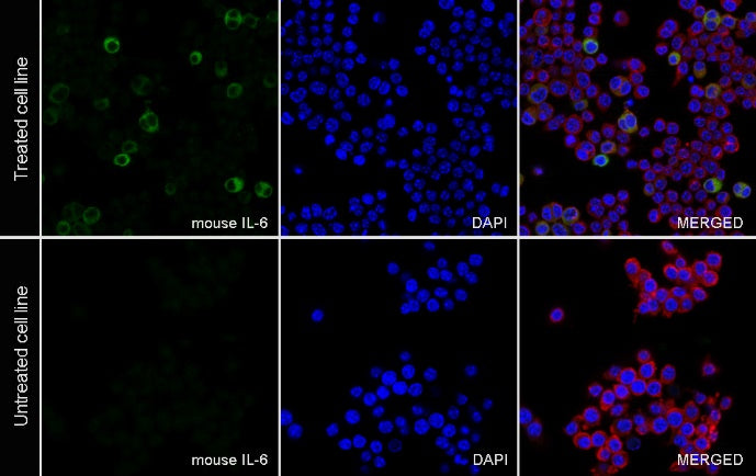 Mouse IL-6 Recombinant  mAb (S-1630-38)