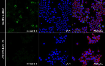 Mouse IL-6 Recombinant  mAb (S-1630-38)