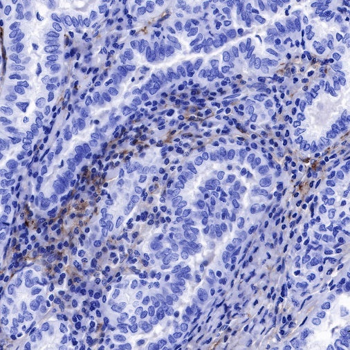 CD90 Recombinant Rabbit mAb (SDT-349-164)