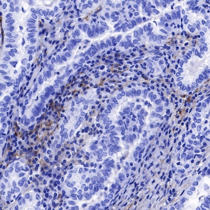 CD90 Recombinant Rabbit mAb (SDT-349-164)