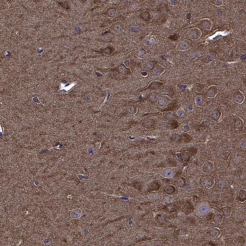 Erk1/2 Recombinant Rabbit mAb (S-3178)