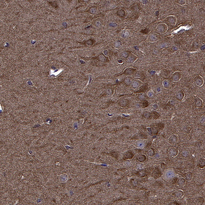 Erk1/2 Recombinant Rabbit mAb (S-3178)