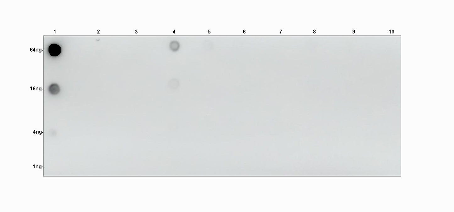 β-Hydroxybutyryl Lysine Rabbit Polyclonal Antibody