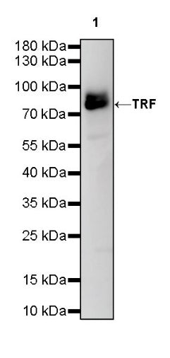 TRF Recombinant Rabbit mAb (S-613-85)