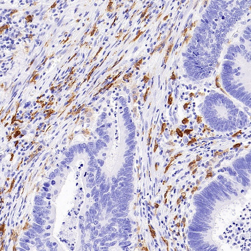 Sialoadhesin/CD169 Recombinant Rabbit mAb (SDT-3228-8)