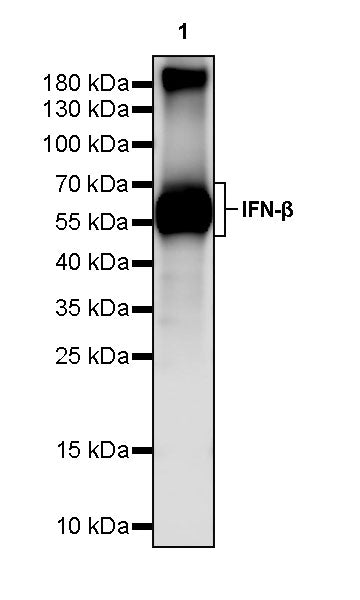 IFN-β Recombinant Armenian hamster mAb (S-5238)