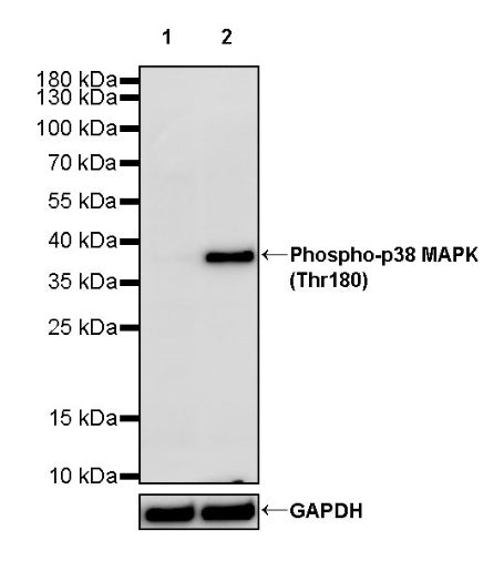 Phospho-p38 MAPK (Thr180) Recombinant Rabbit mAb (S-1553-9)