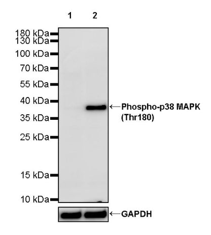Phospho-p38 MAPK (Thr180) Recombinant Rabbit mAb (S-1553-9)