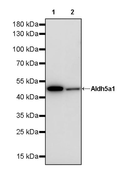 Aldh5a1 Recombinant Rabbit mAb (S-4135-76)