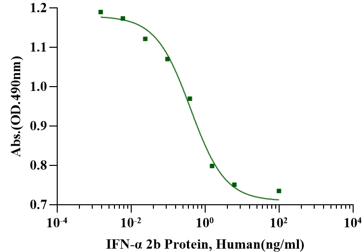 IFN-α 2b Protein, Human