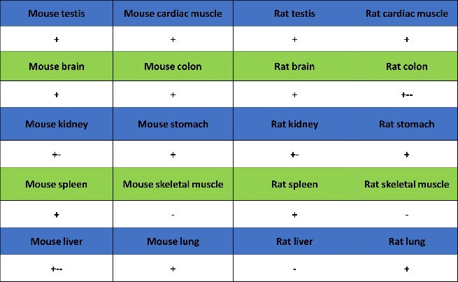 Caspase-8 Recombinant Rabbit mAb (S-2676-74)