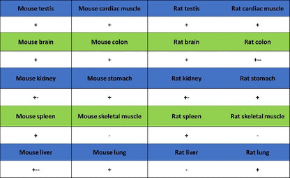 Caspase-8 Recombinant Rabbit mAb (S-2676-74)