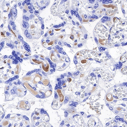 C1q Recombinant Rabbit mAb (S-472-105)