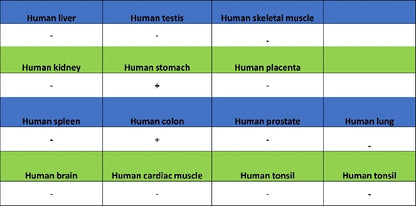 VIP Recombinant Rabbit mAb (S-1116-104)