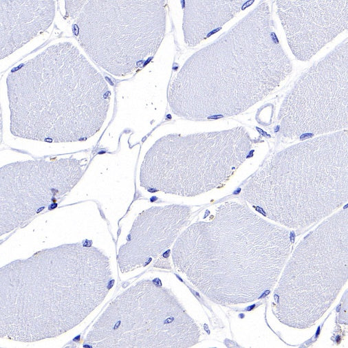 S-RMab® PD-L1 Recombinant Rabbit mAb (SDT-119-297)