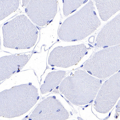 S-RMab® PD-L1 Recombinant Rabbit mAb (SDT-119-297)