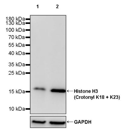 Histone H3 (Crotonyl K18 + K23) Recombinant Rabbit mAb (S-R410)