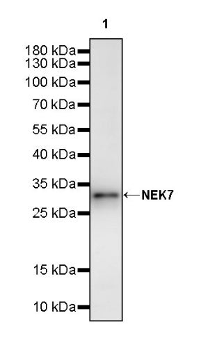 NEK7 Recombinant Rabbit mAb (S-2494-70)