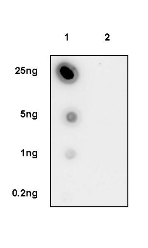 SLU7 (N-acetyl-Ser2) Recombinant Rabbit mAb (S-3662-17)