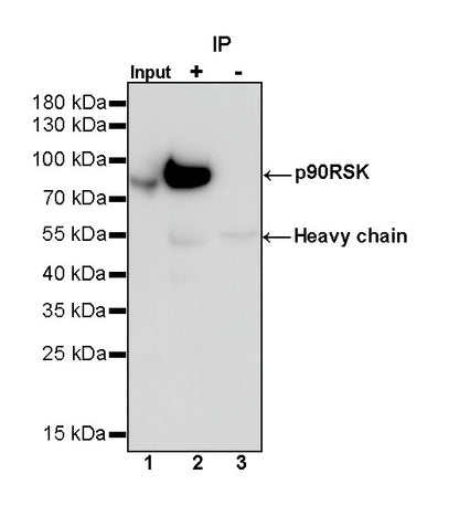 p90RSK Rabbit polyclonal antibody