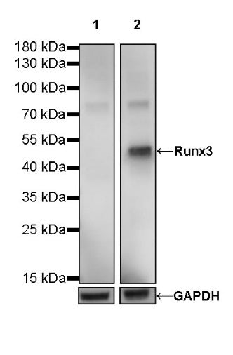 Runx3 Recombinant Rabbit mAb (S-R356)