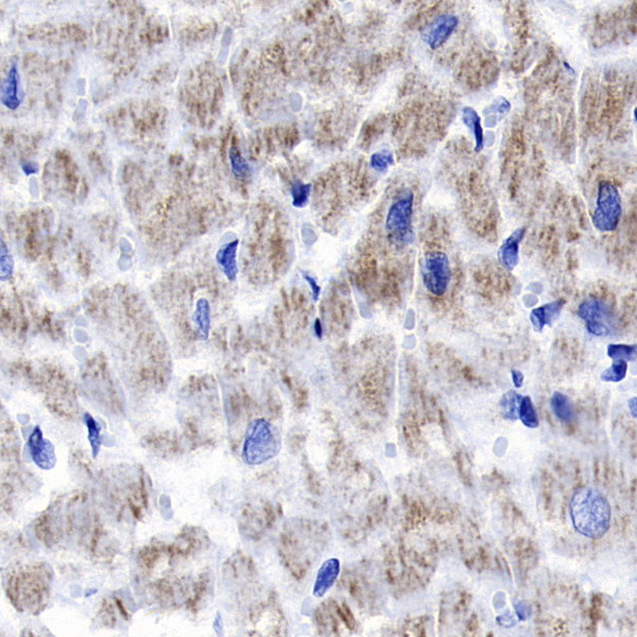 ATF-6 Recombinant Rabbit mAb (S-4366)