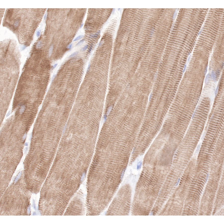 Product image media