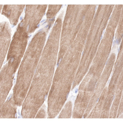 Product image media