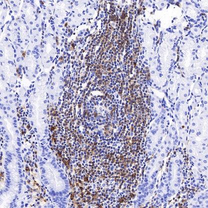 CD27 Mouse mAb (S-568-1)