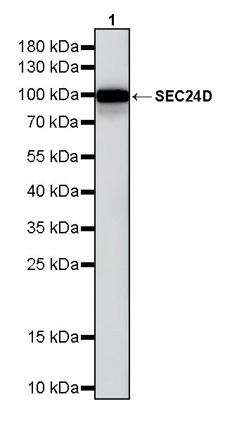 SEC24D Rabbit Polyclonal Antibody