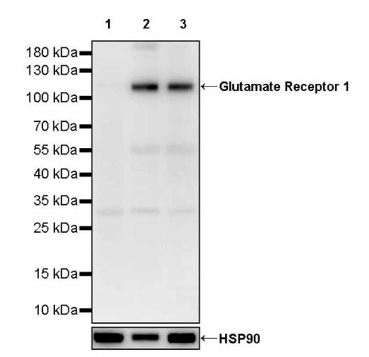 Glutamate Receptor 1 Recombinant Rabbit mAb (S-1892-144)