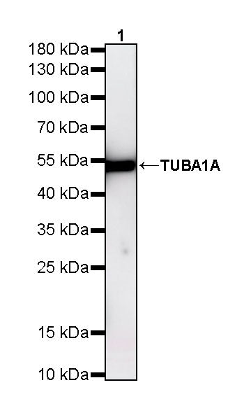 TUBA1A Rabbit Polyclonal Antibody