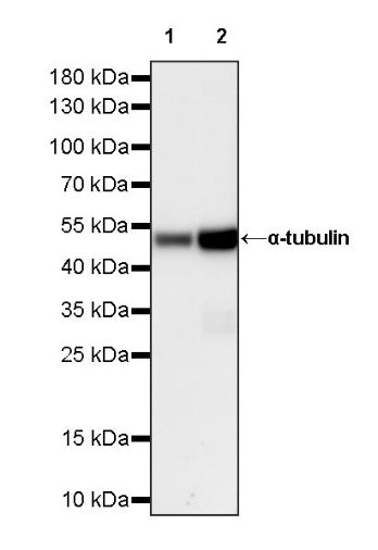 α-tubulin Rabbit Polyclonal Antibody