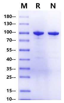 Endo-beta-N-acetylglucosaminidase EndoS2 mutant