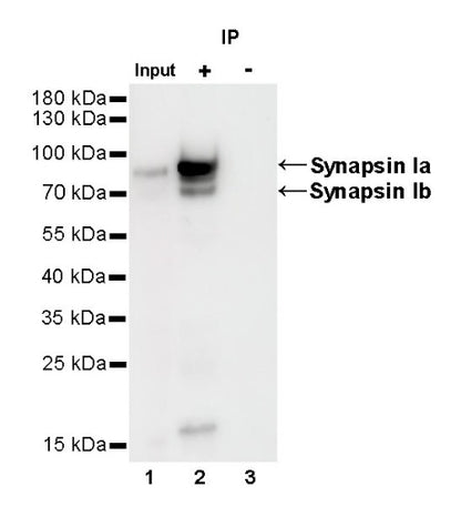 Synapsin-1 Recombinant Rabbit mAb (S-550-7)