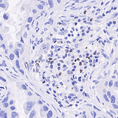 FOXP3 Recombinant Mouse mAb, PBS Only (SDT-3494)