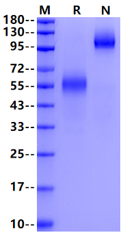 HVEM/TNFRSF14 Fc Chimera Protein, Human