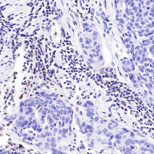IKAROS Recombinant Rabbit mAb (S-R264)