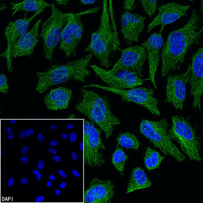 Anti-Biotin Recombinant Rabbit mAb (Alexa Fluor® 488 Conjugate) (S-3083)