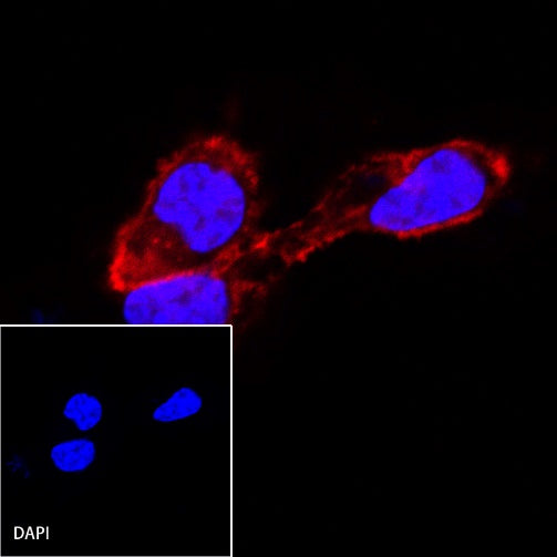 β-actin Recombinant Rabbit mAb (Alexa Fluor® 594 Conjugate) (S-R156)