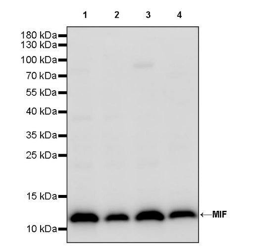 MIF Recombinant Rabbit mAb (S-1007-34)