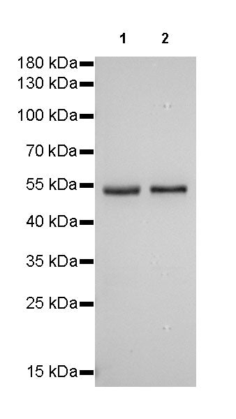 GLUT2 Recombinant Rabbit mAb (SDT-R036)