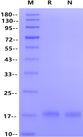 IFN-α 2b Protein, Human
